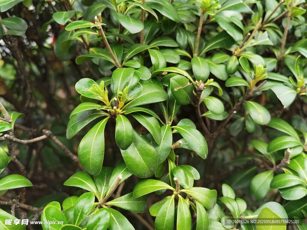 翠绿繁茂的叶片植物