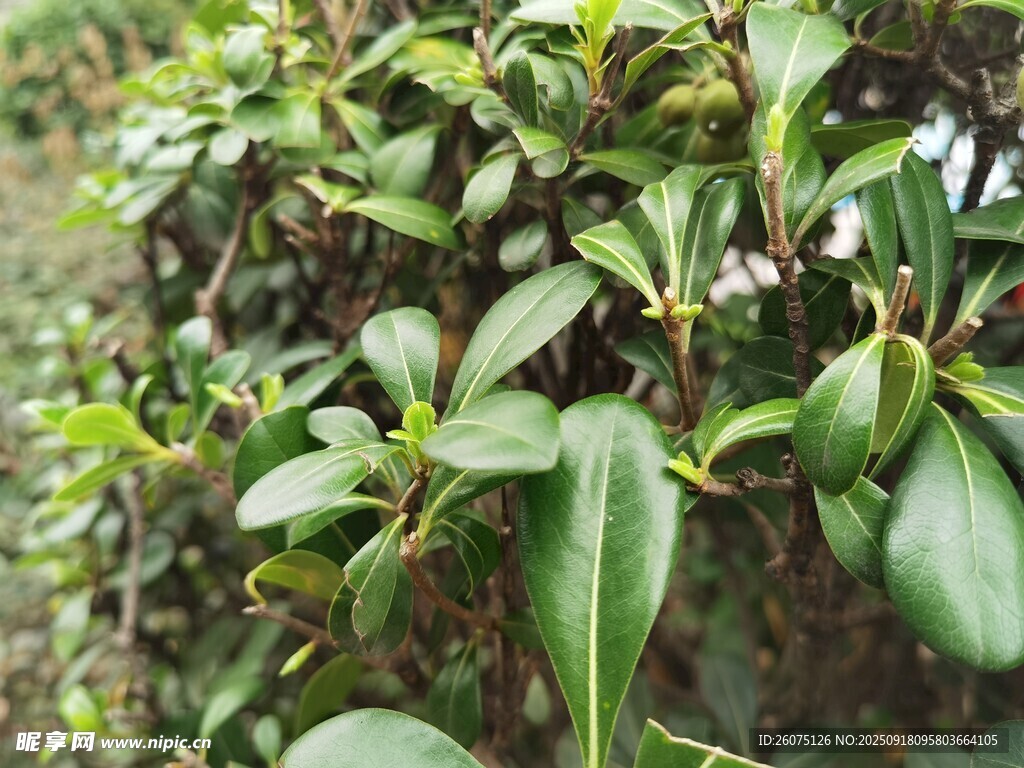 翠绿繁茂的植物枝叶