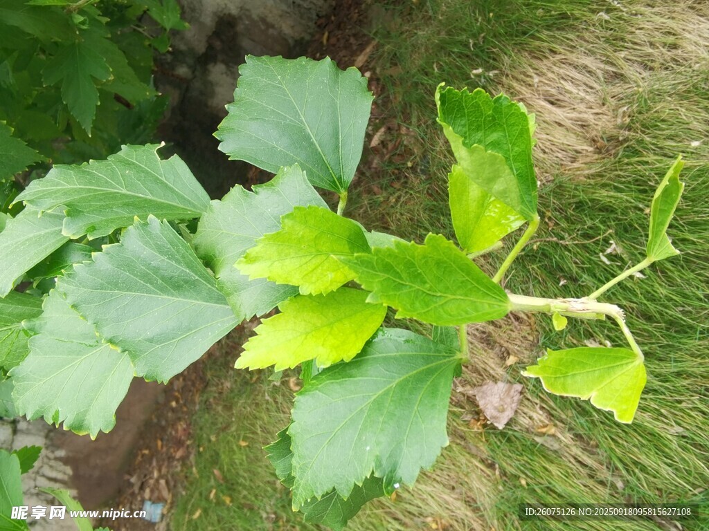 嫩绿叶片植物特写
