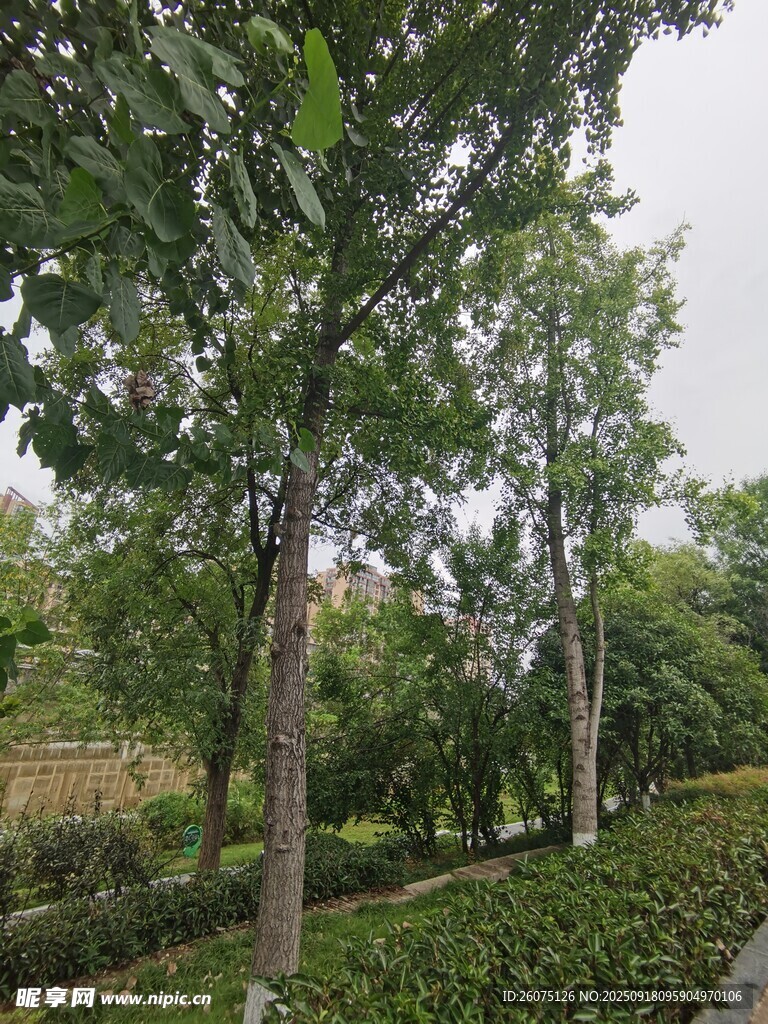 林荫小道旁的葱郁树木