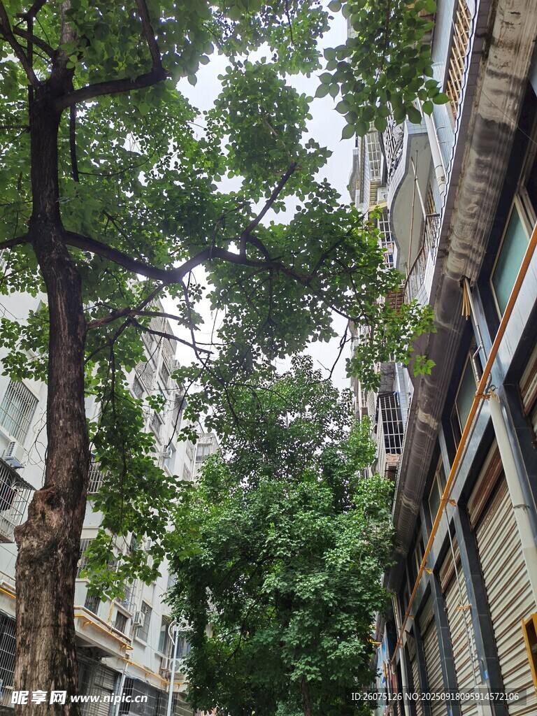城市中繁茂树木与建筑
