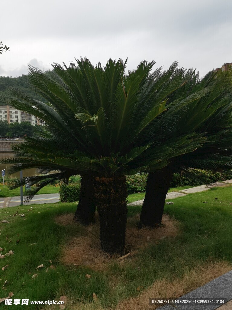 户外铁树景观