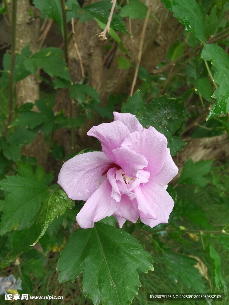 粉色木槿花特写