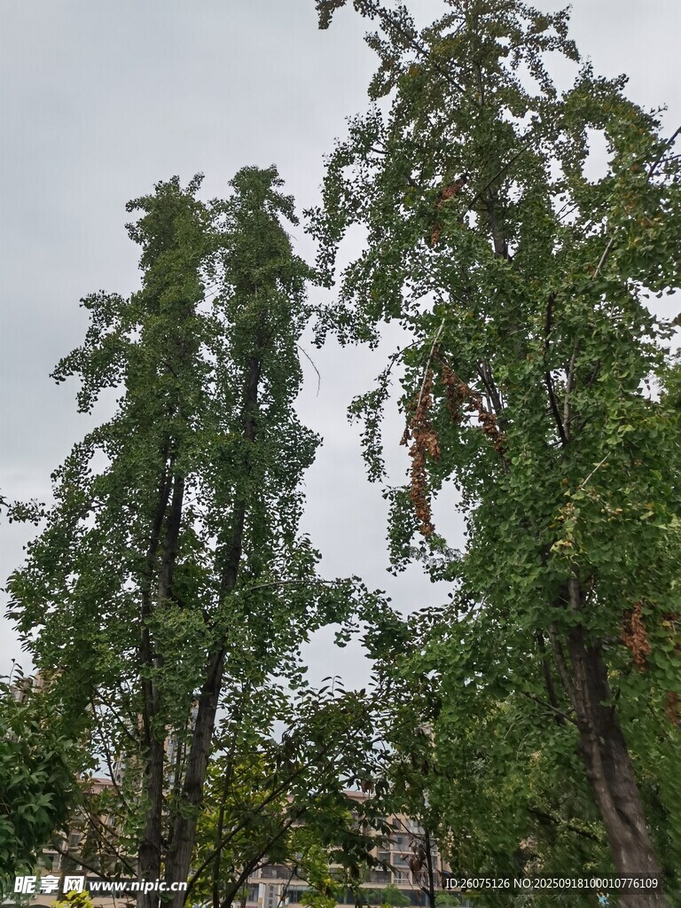 挺拔绿树展现自然生机