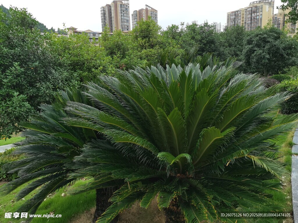 庭院中的大型苏铁植物