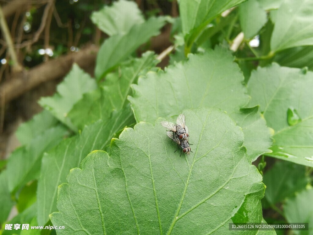 绿叶上的紫色小昆虫