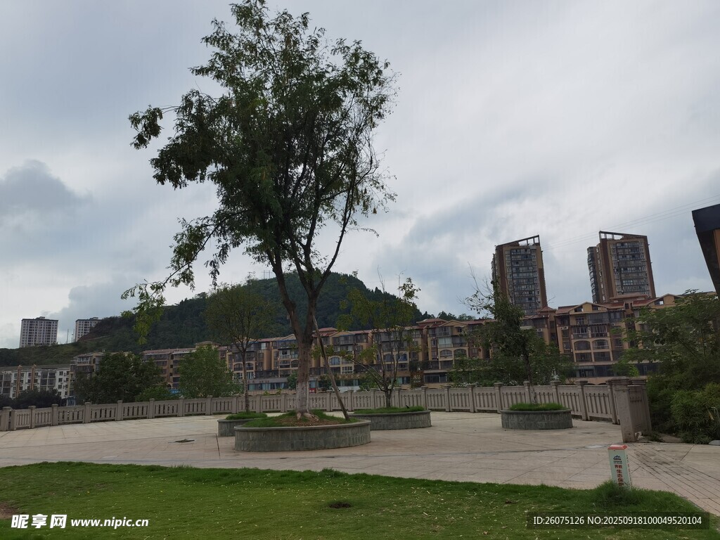 城市公园中的绿树与建筑