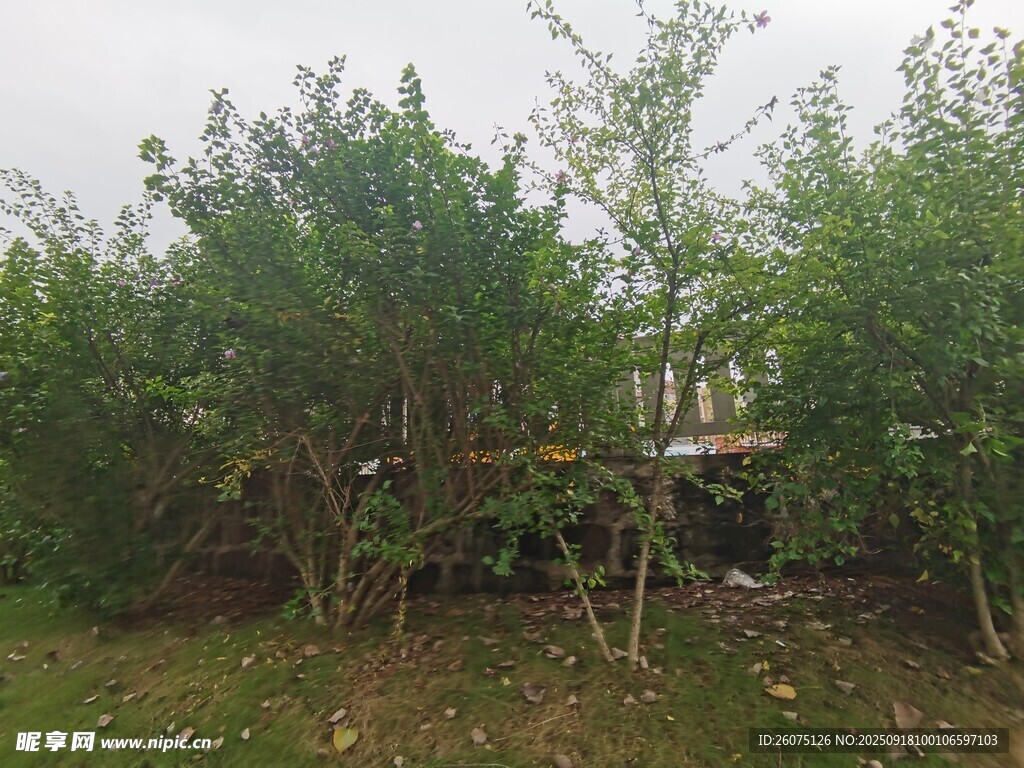 野外繁茂绿植中的建筑