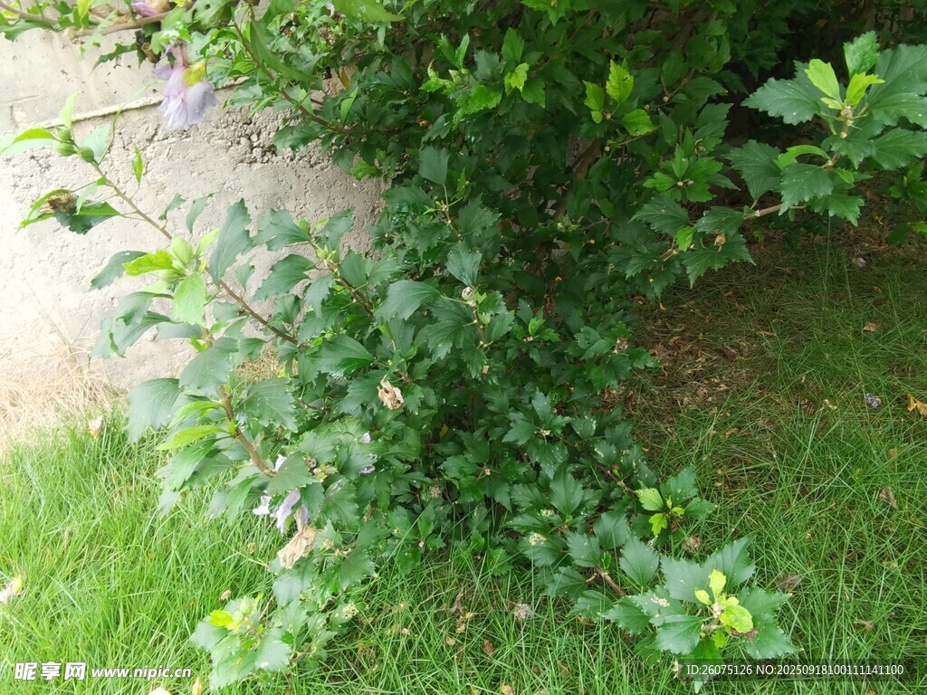 绿叶繁茂的地面植物