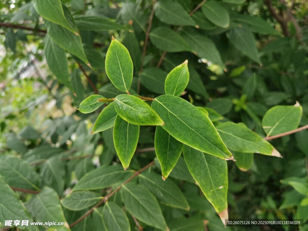 嫩绿叶片点缀繁茂枝叶