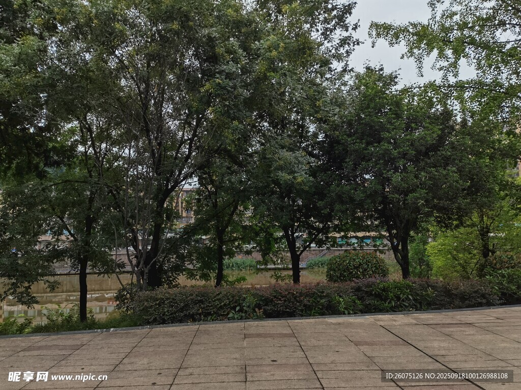 户外林荫广场景色