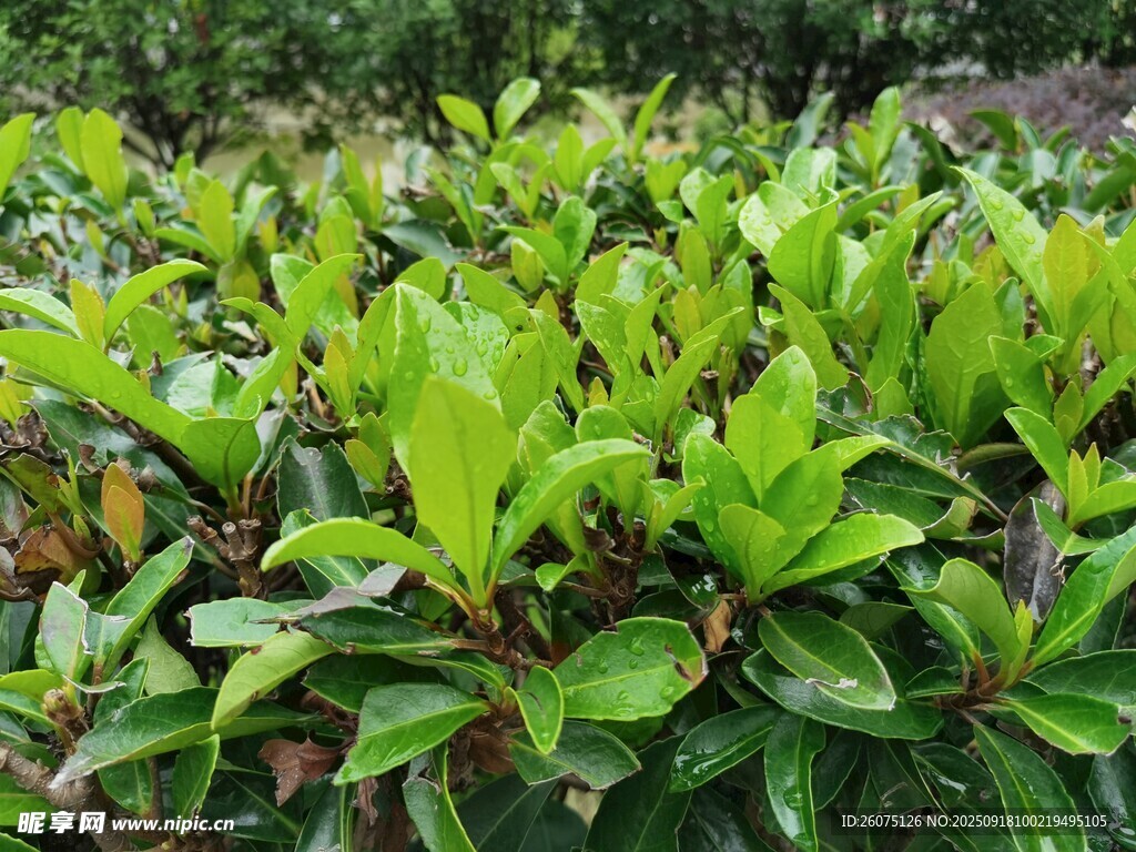 翠绿繁茂的灌木丛