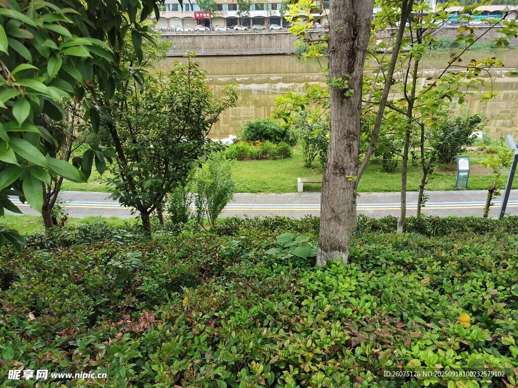 绿意盎然的城市园林景观