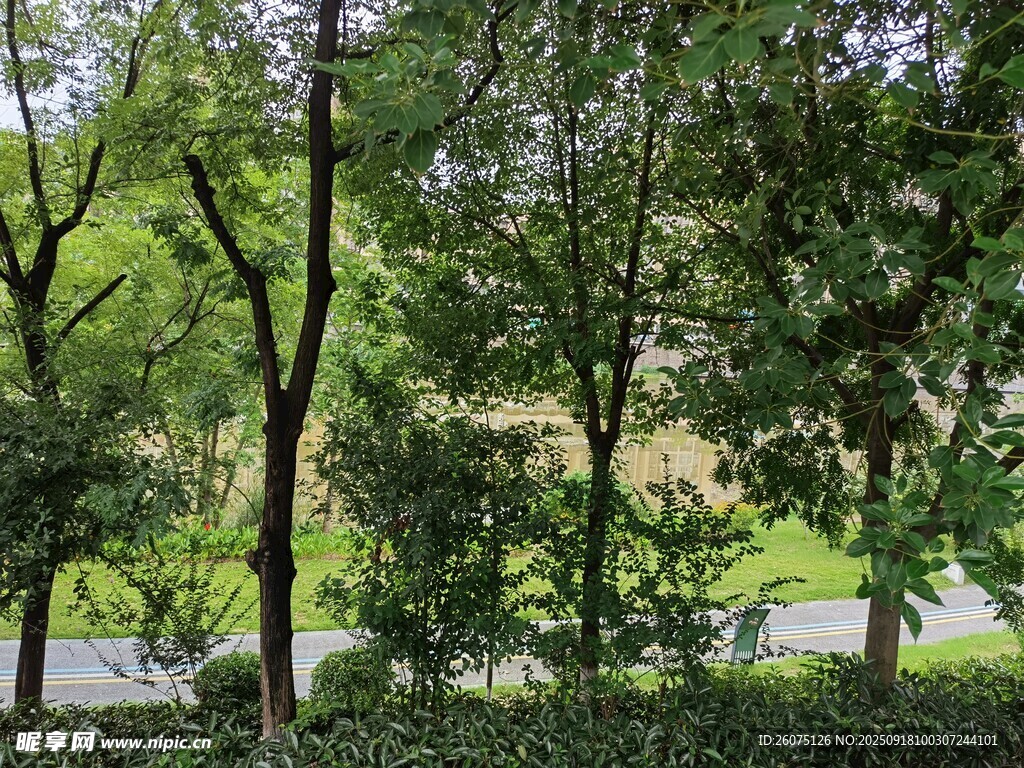 绿意盎然的林间景致