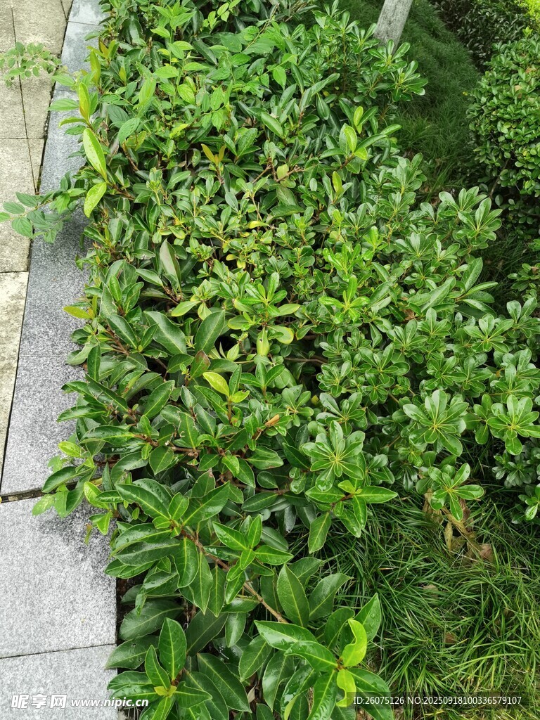 墙边翠绿繁茂的绿植