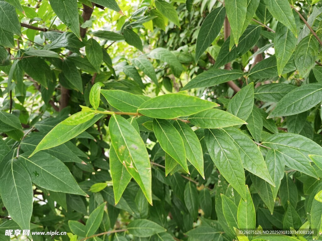 绿叶葱茏的繁茂植物