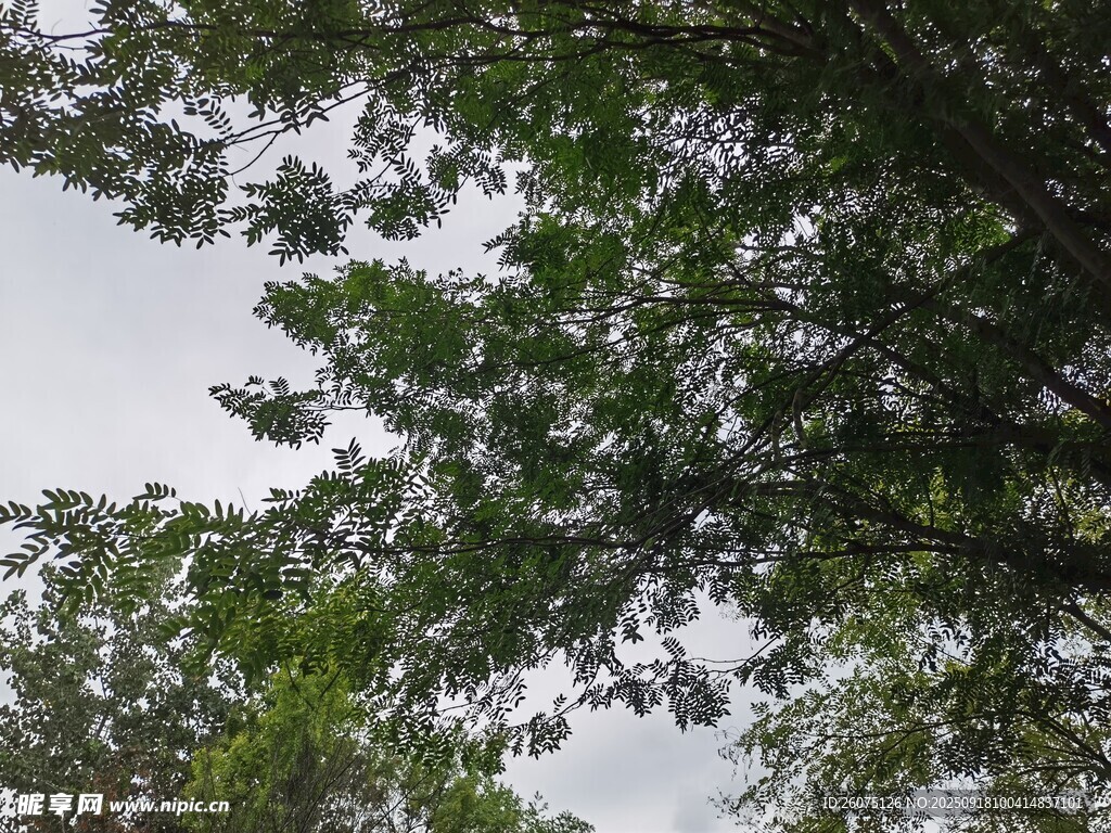 仰视繁茂绿树树冠