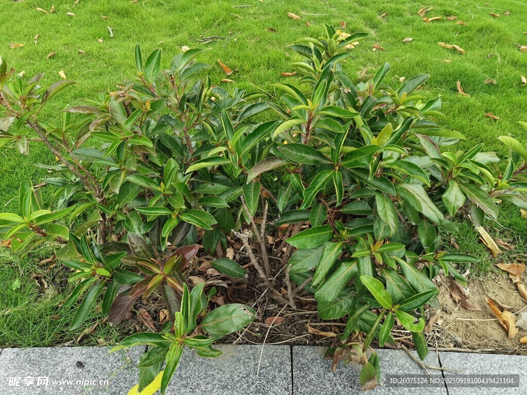 墙边绿植景观