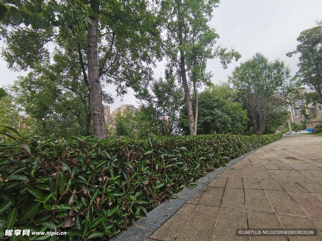 林荫小道旁的绿植景观