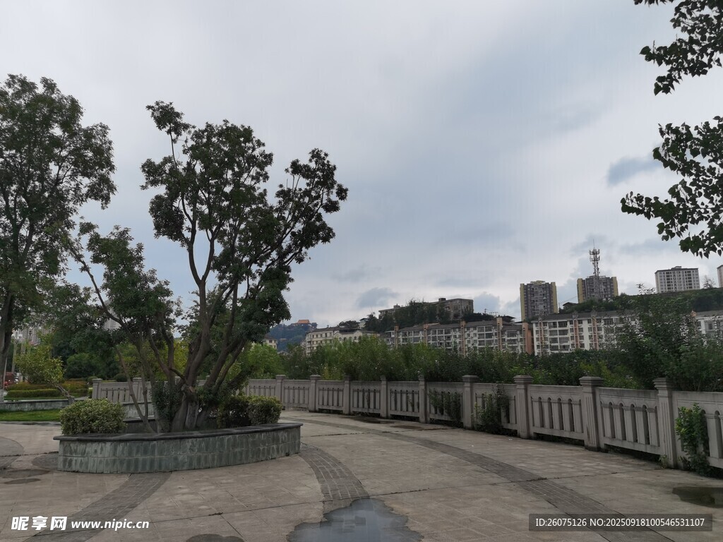 户外开阔景观中的树木