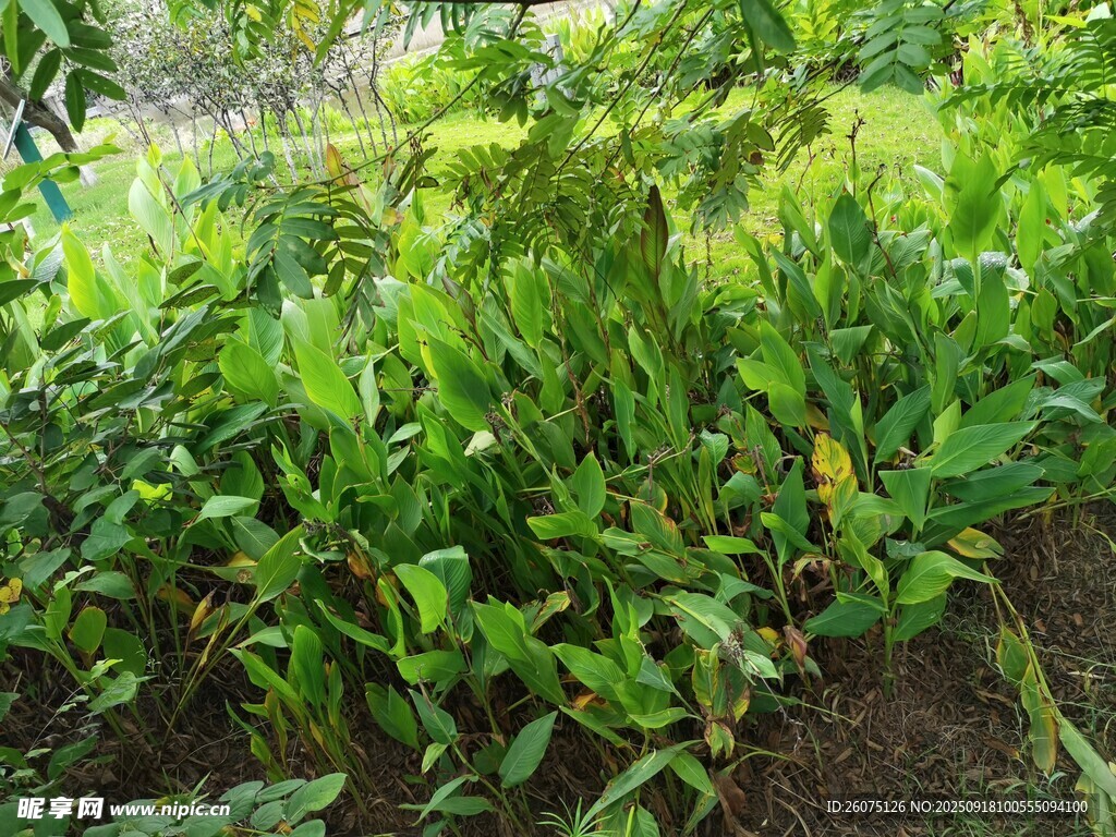 户外绿植景观