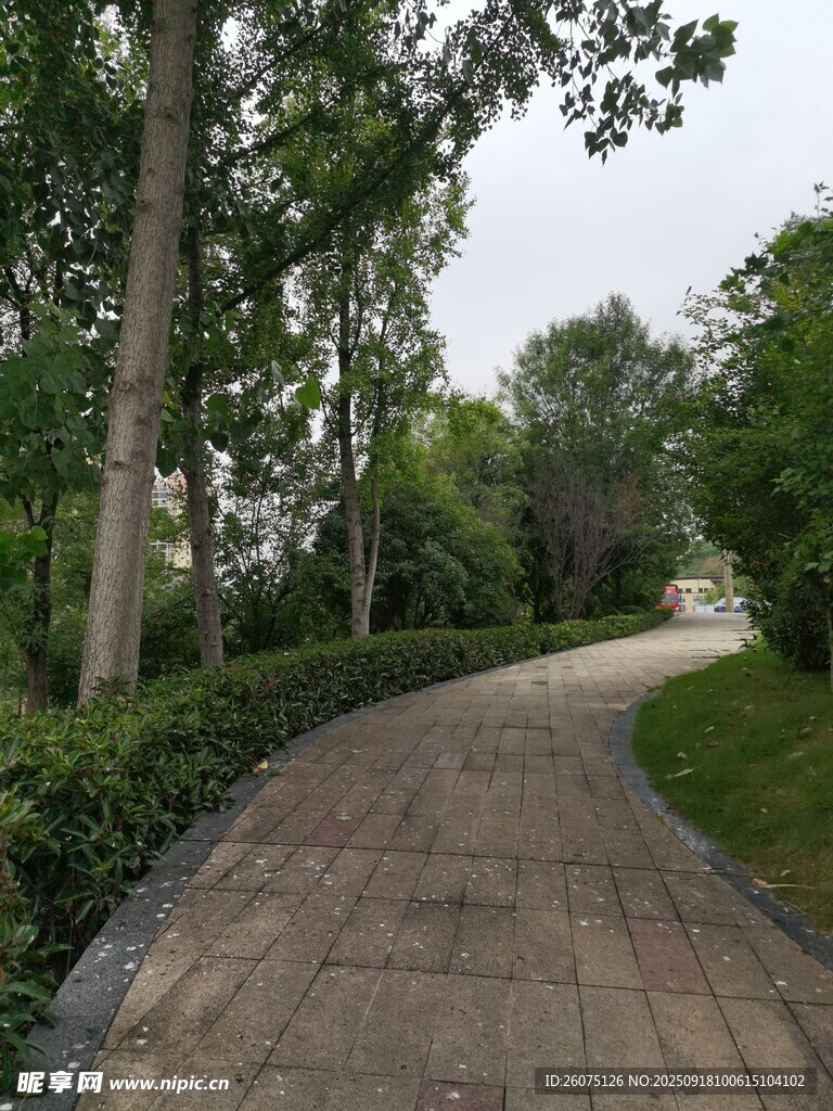 林间幽静步道