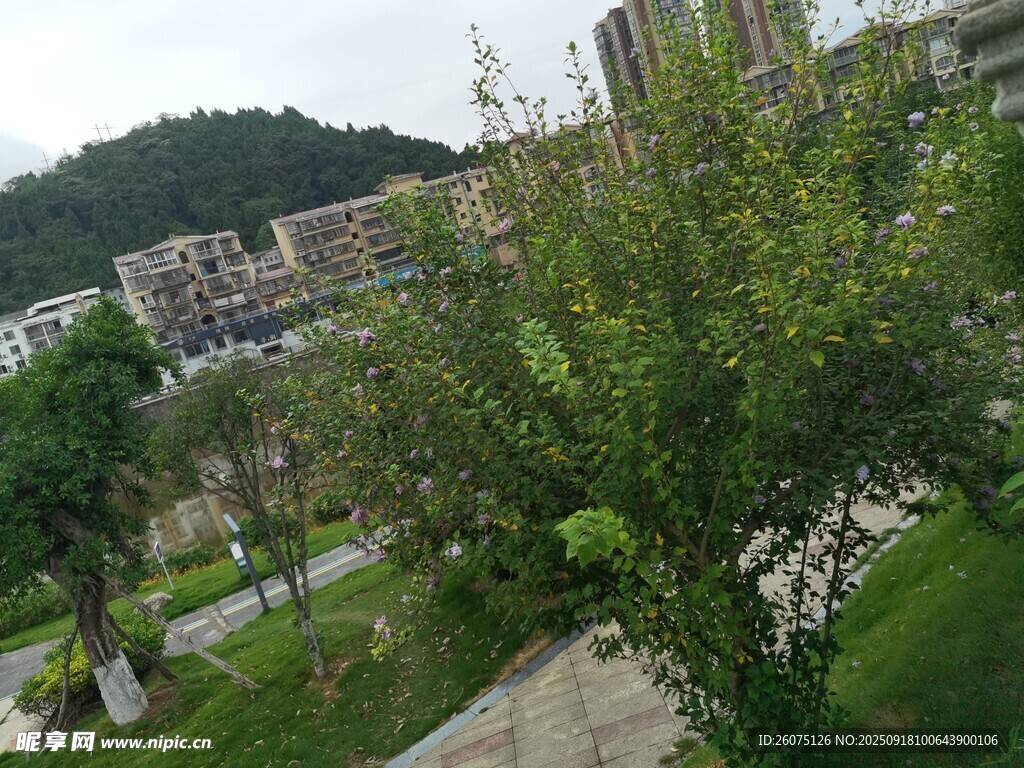 城市中的绿意公园景观