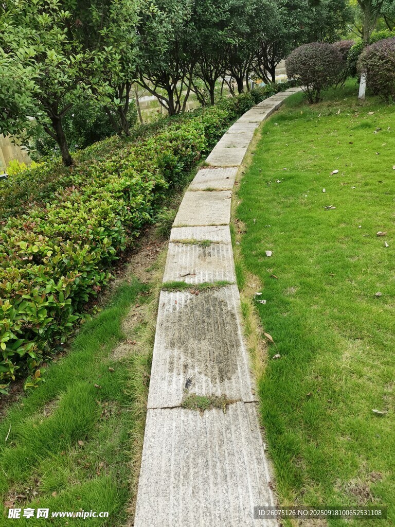 林间石板小径绿意盎然