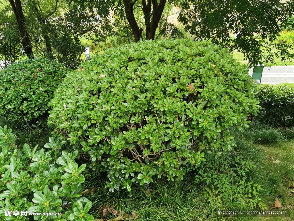球形绿植景观