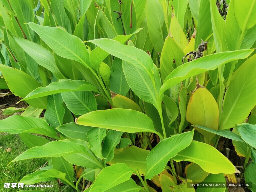 翠绿茂盛的绿色植物景观