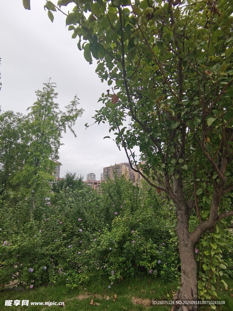 户外绿树成荫的自然景象