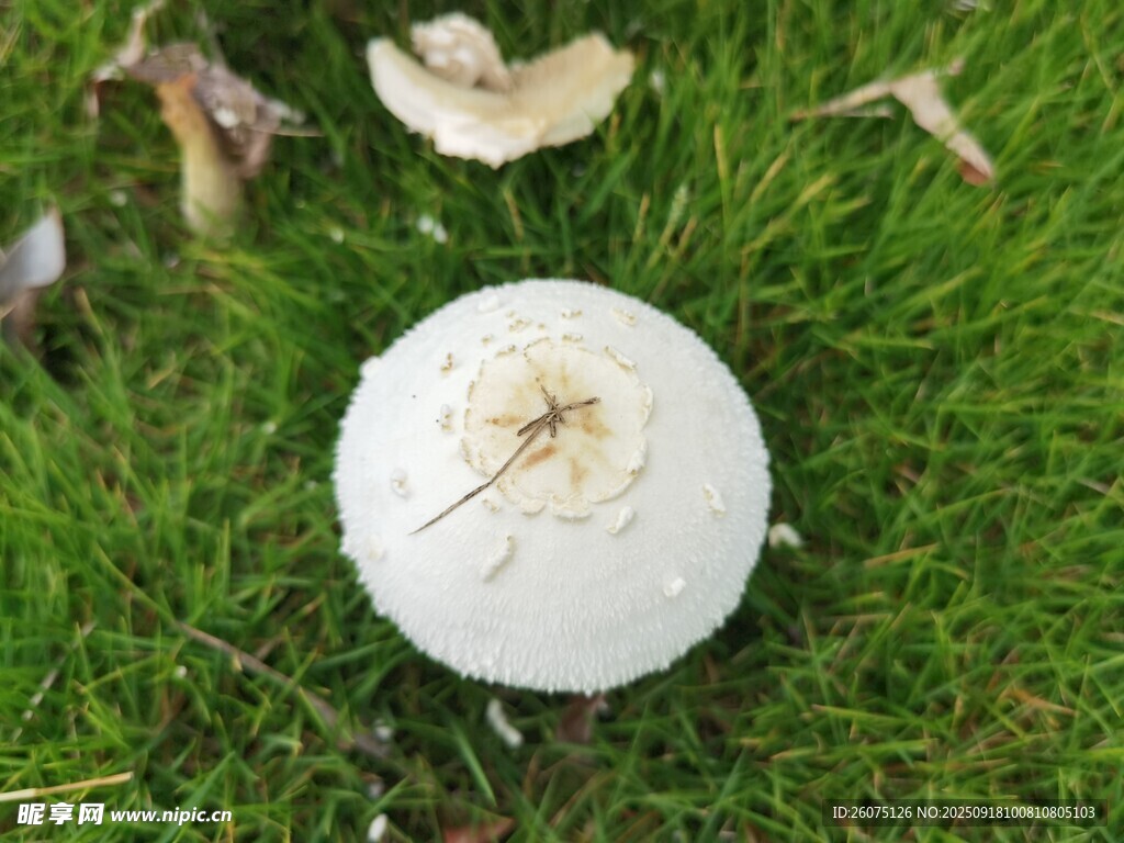 草地上的白色蘑菇
