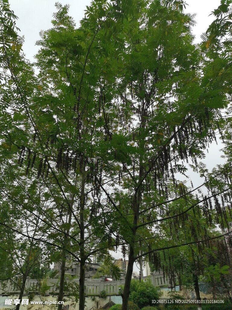 绿树成荫的户外景致