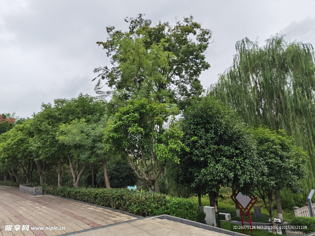 城市绿荫下的休闲步道
