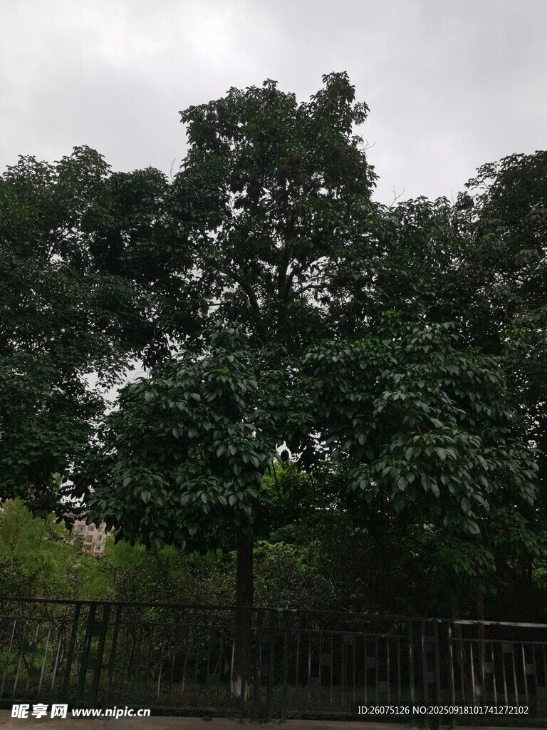 户外繁茂绿树景观