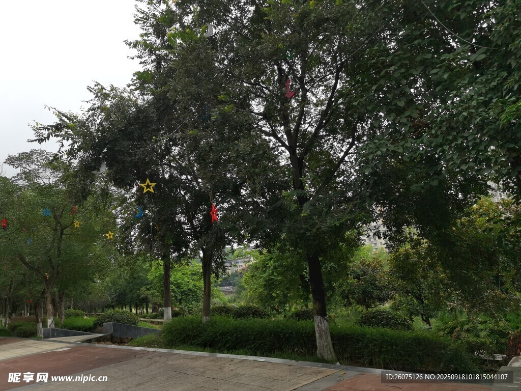 公园绿荫景致
