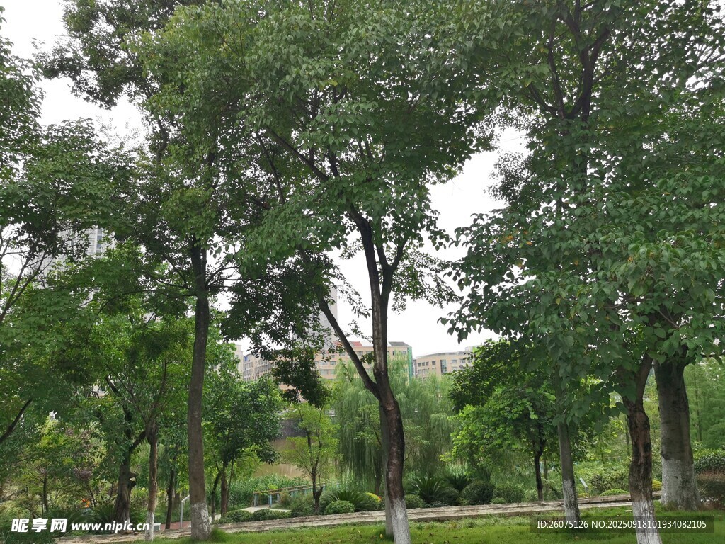 绿意盎然的林间景致
