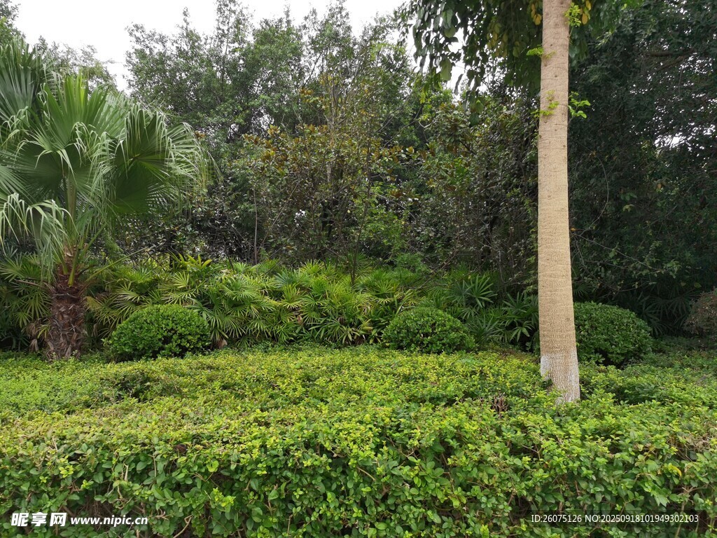 绿意盎然的户外植物景观