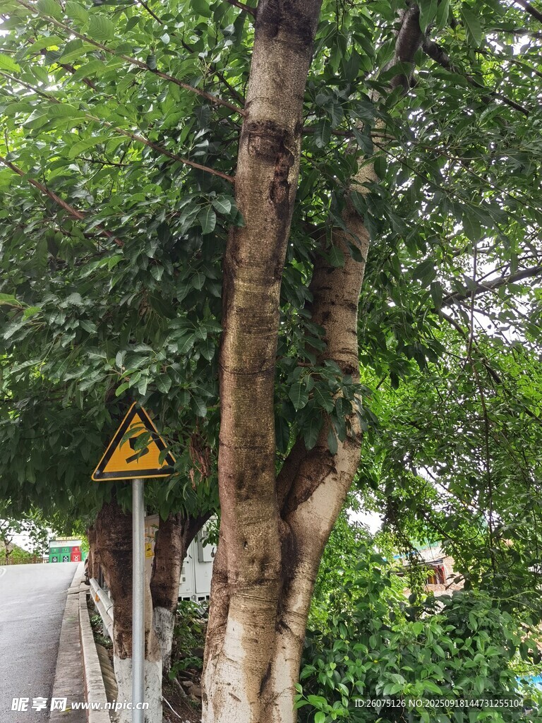 路边树木旁的警示标志