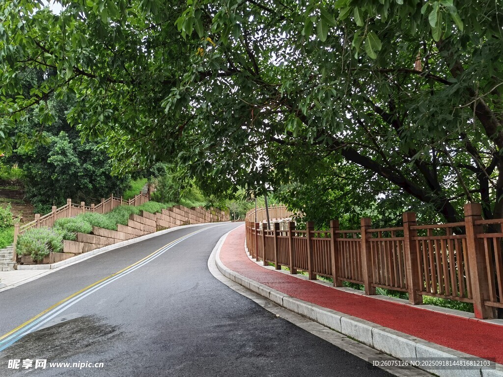 蜿蜒林荫路静谧自然景