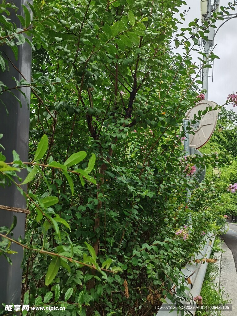 绿叶繁茂的墙边绿植