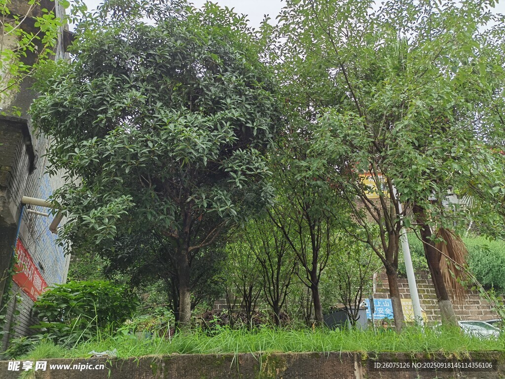 河畔绿树成荫的自然景致