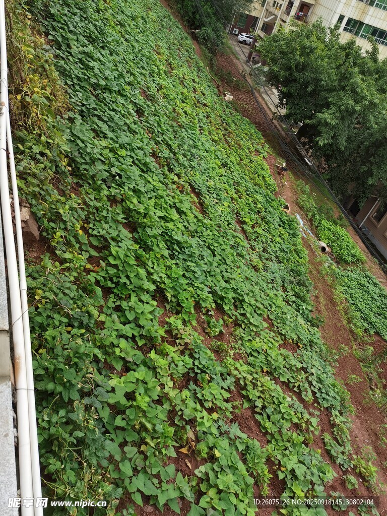 山坡绿植景观