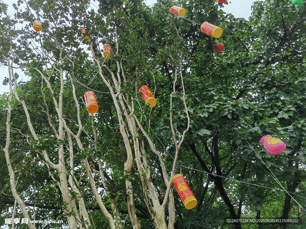 树上挂着多彩灯笼