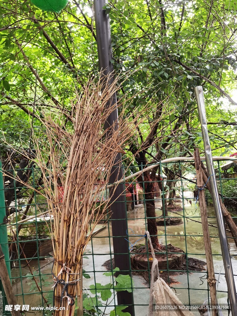 庭院中的绿植与扫帚