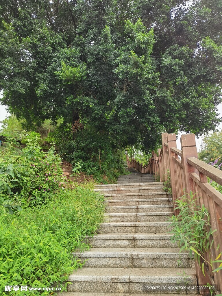 林间石阶小道
