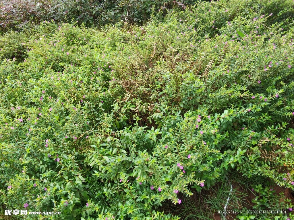 繁茂绿植景观