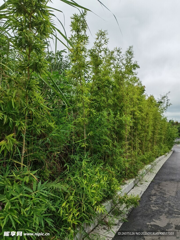 路边茂密的绿色植物景观