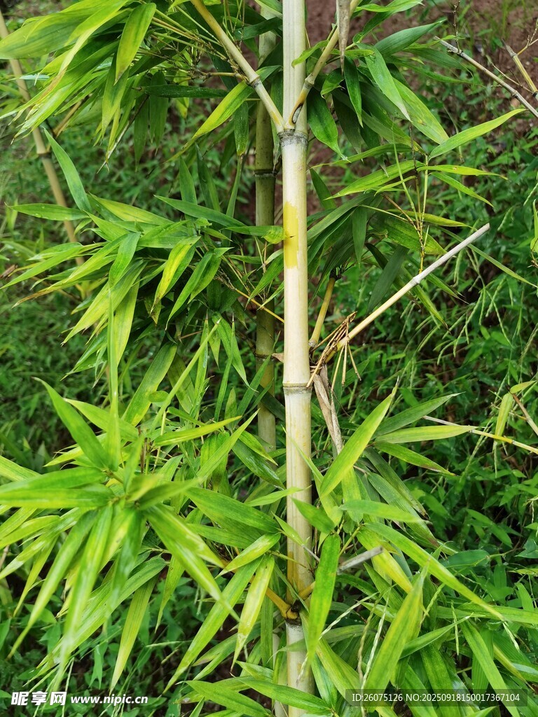 翠绿竹子特写