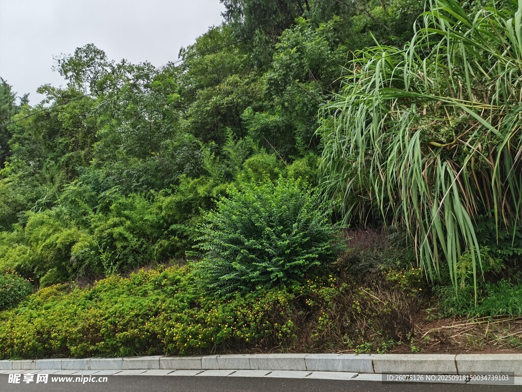路边葱郁的山坡绿植景观